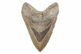 Bargain, 5.22" Fossil Megalodon Tooth - North Carolina - #201925-1